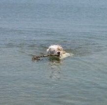 Visite à domicile pour chiens