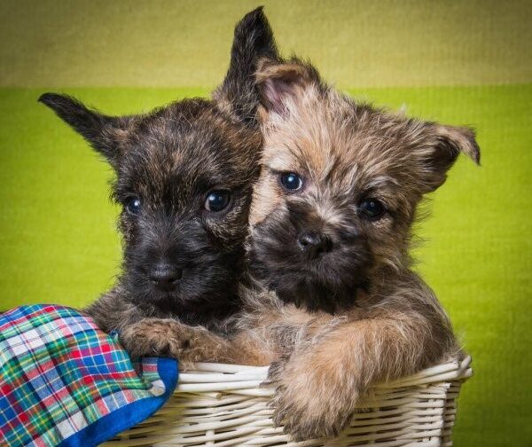 garderie de jour chiens et chiots