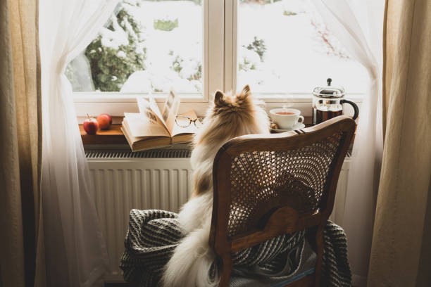 garderie de jour chiens et chiots