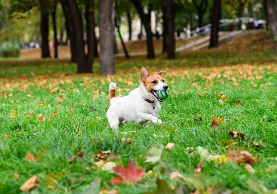 promenade chiens verrières le buisson