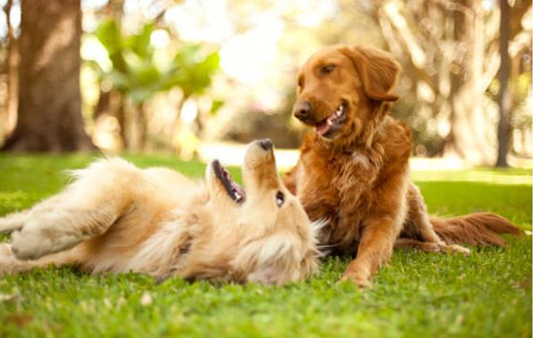 promenade chiens verrières le buisson